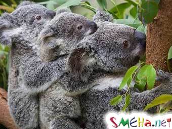 Австралийским ученым удалось решить проблему размножения коал