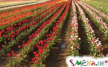 Портал SMEHA.net поздравляем всех с праздником 1 мая!