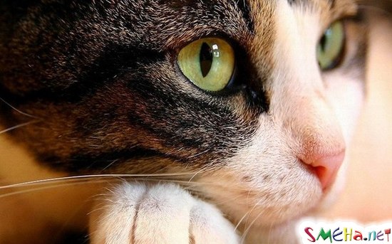 3 интересных факта о кошках