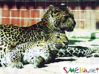 В немецком зоопарке леопарды загрызли уборщицу