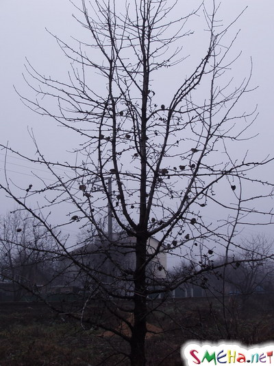 Воробьи