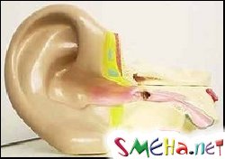 Музыку лучше слушать левым ухом